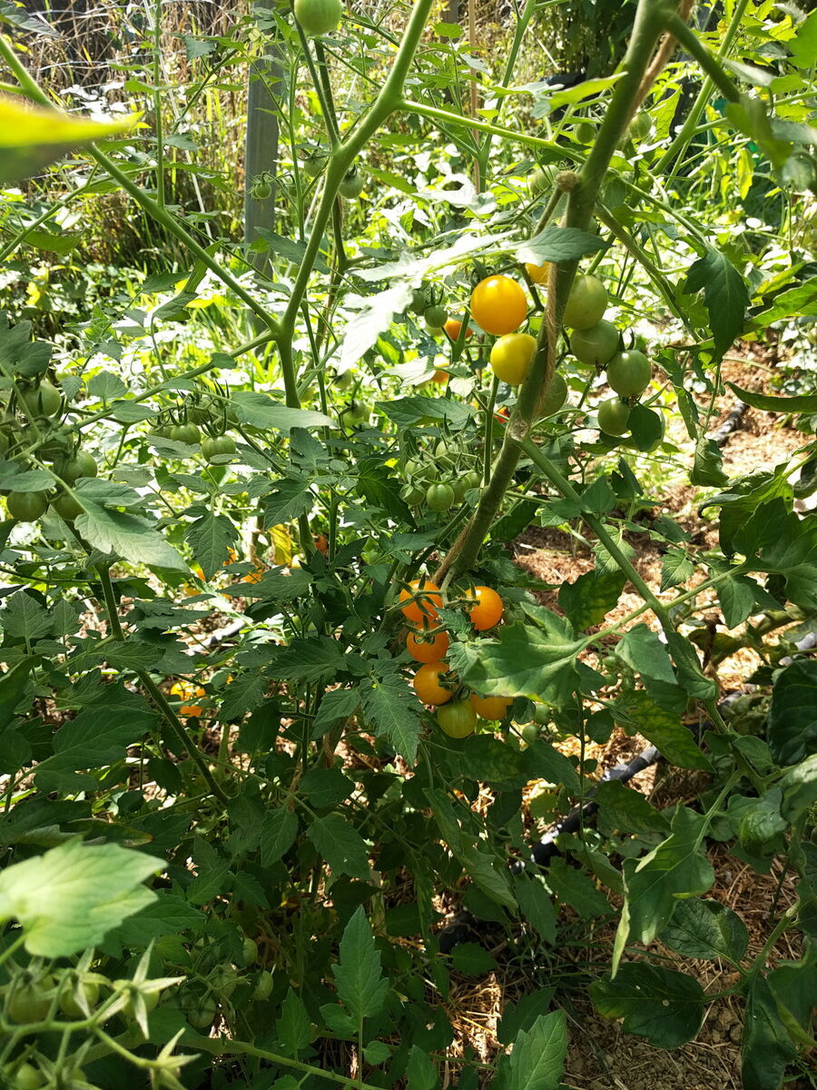 Tomate, Demeter Jungpflanze