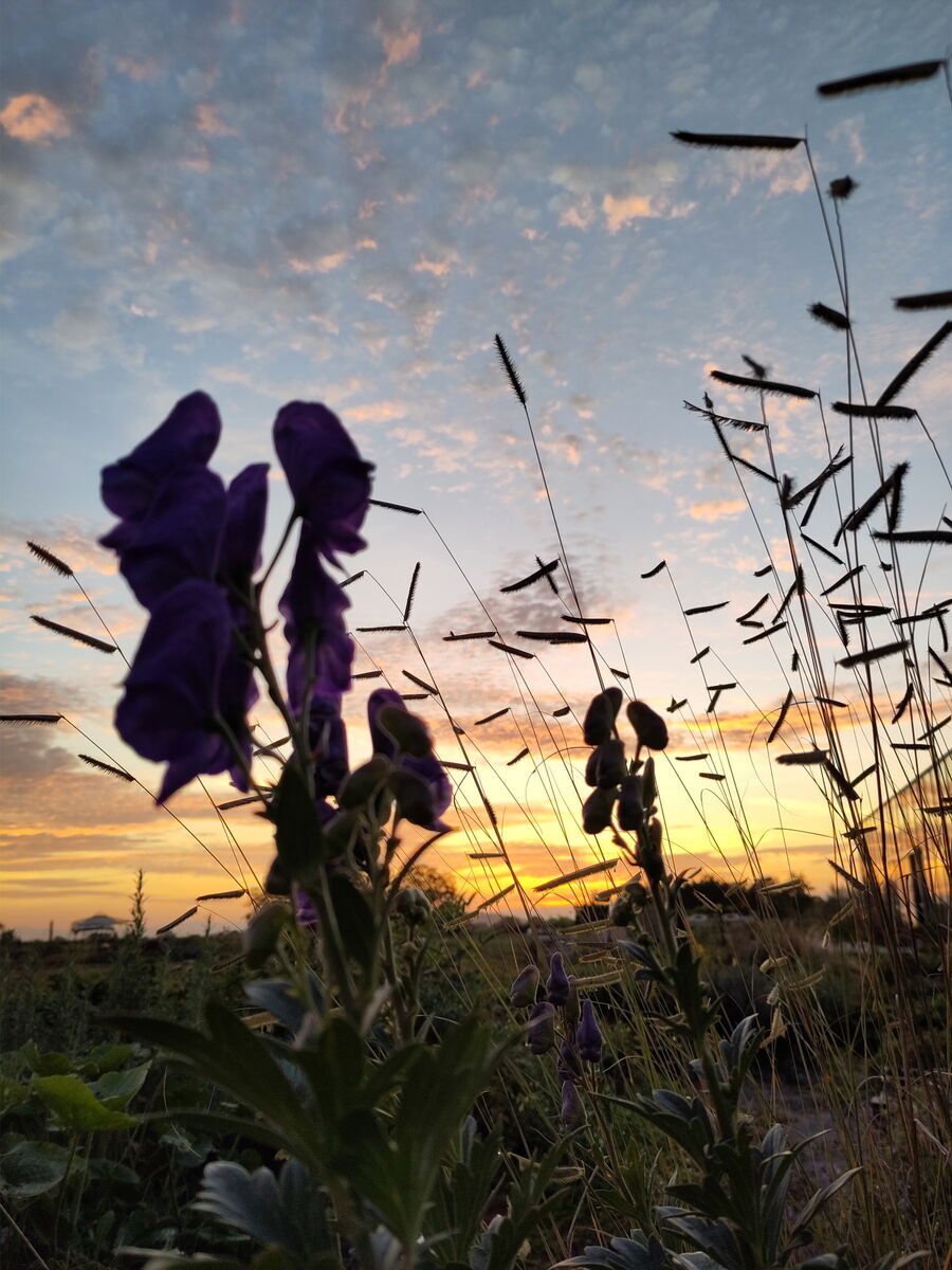 Schön mit feinen Gräsern wie dem Moskito oder dem Diamantgras...