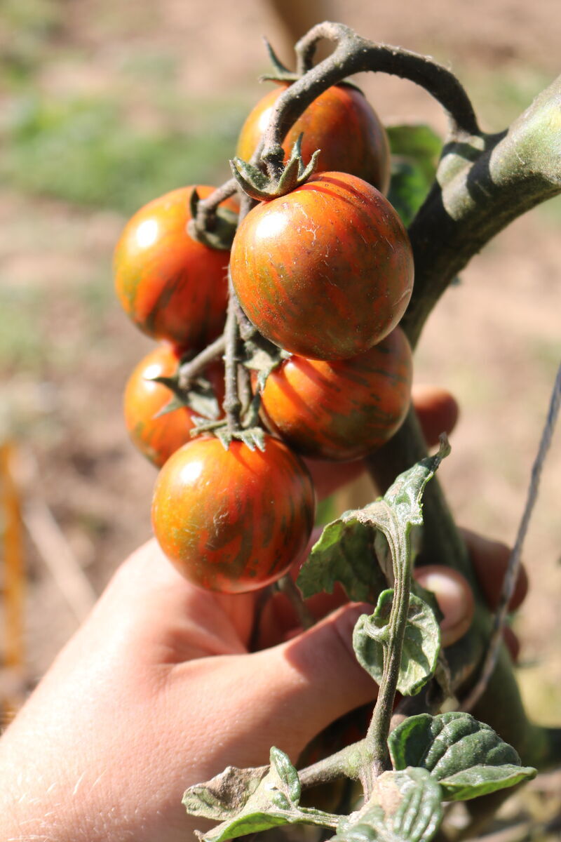mit freundlicher Genehmigung von Culinaris-saatgut.de