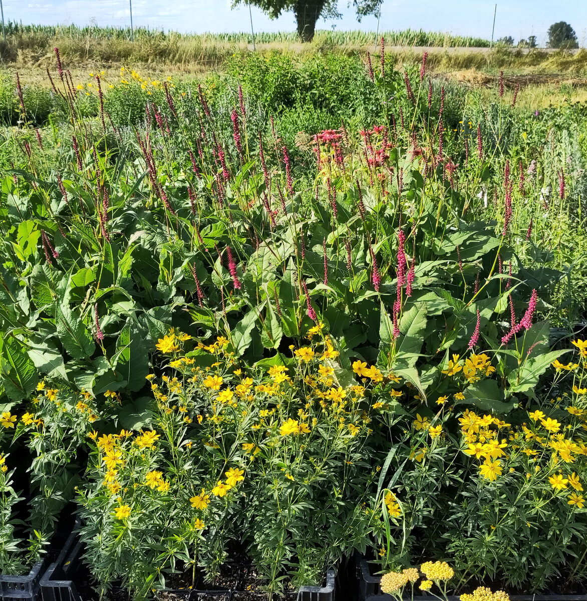 mit Kerzen-Knöterich Speciosus