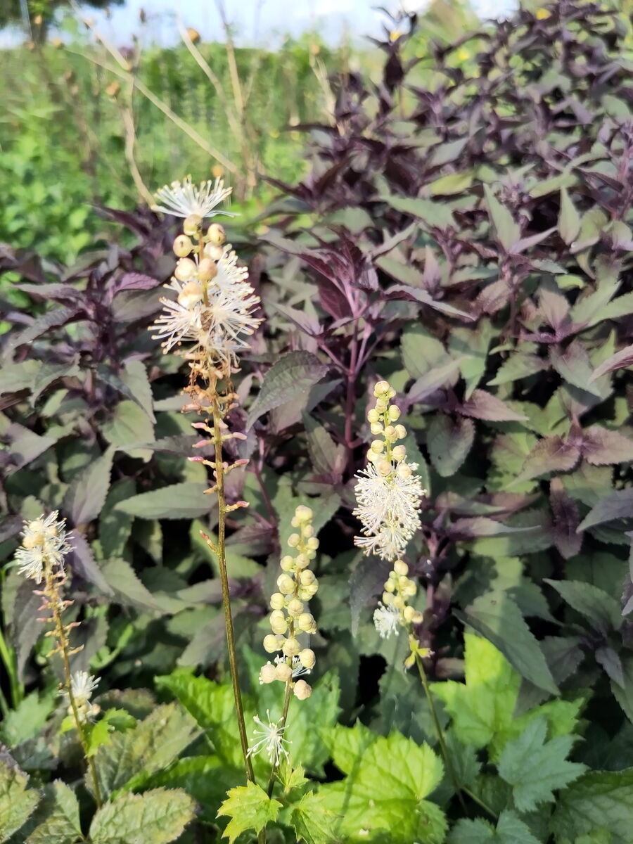 mit Wasserdost Chocolate