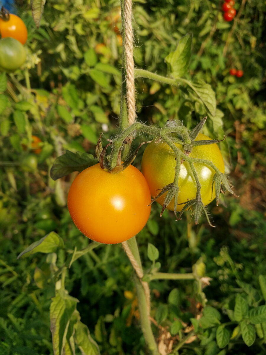 Tomate, Demeter Jungpflanze