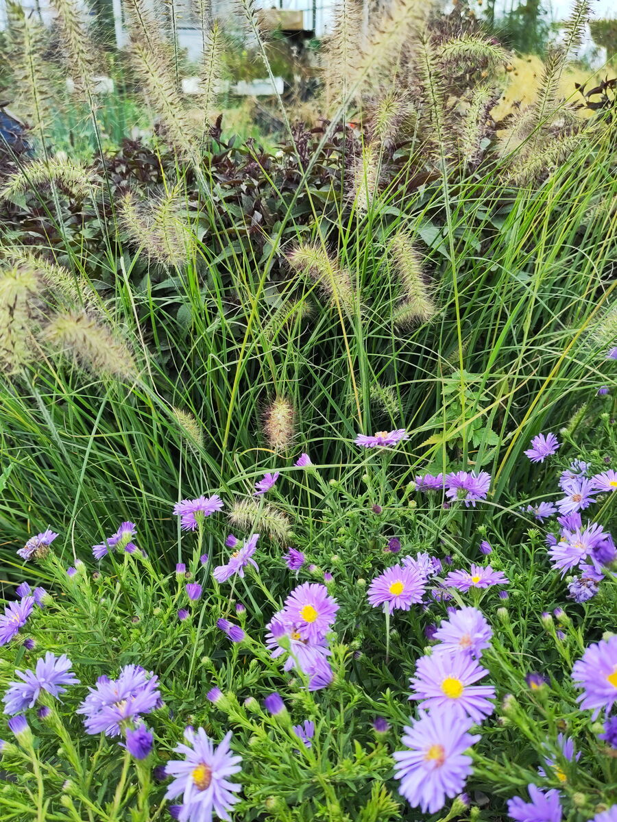 mit Kissenaster 'Azurro' und Wasserdost 'Chocolat'