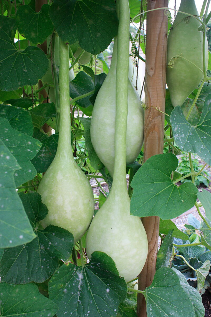 cc ProSpecieRara