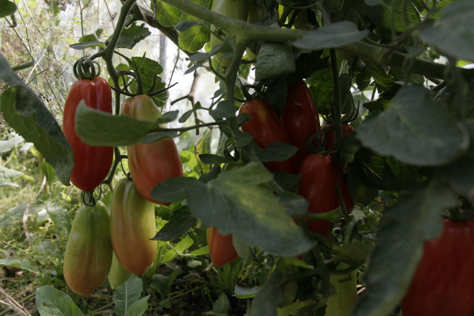 Tomate, Demeter Jungpflanze