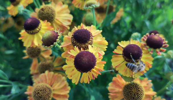 Sonnenbraut 'Kleine Aprikose'