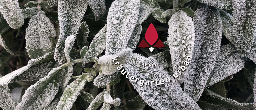 Salbei mit Eiskristallen, Kräutergarten Urban Logo
